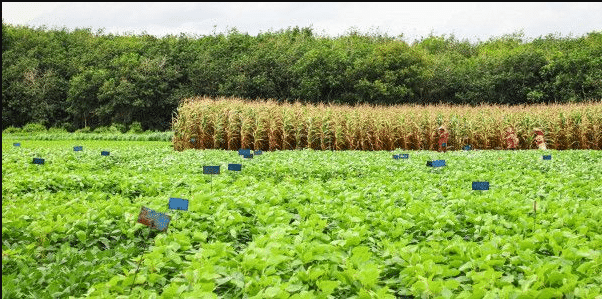 Innovations For Sustainable Agriculture